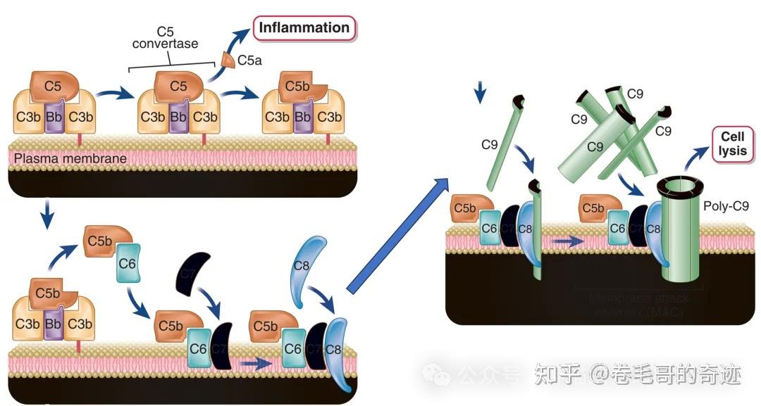 补体系统:机体免疫的重要防线 - 知乎