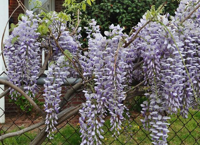 四座风香春几许,庭前十丈紫藤花.驼峰熊掌岂堪夸,猫耳拨鱼实且华.