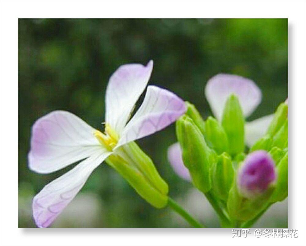 5月20日的生辰花蘿蔔花