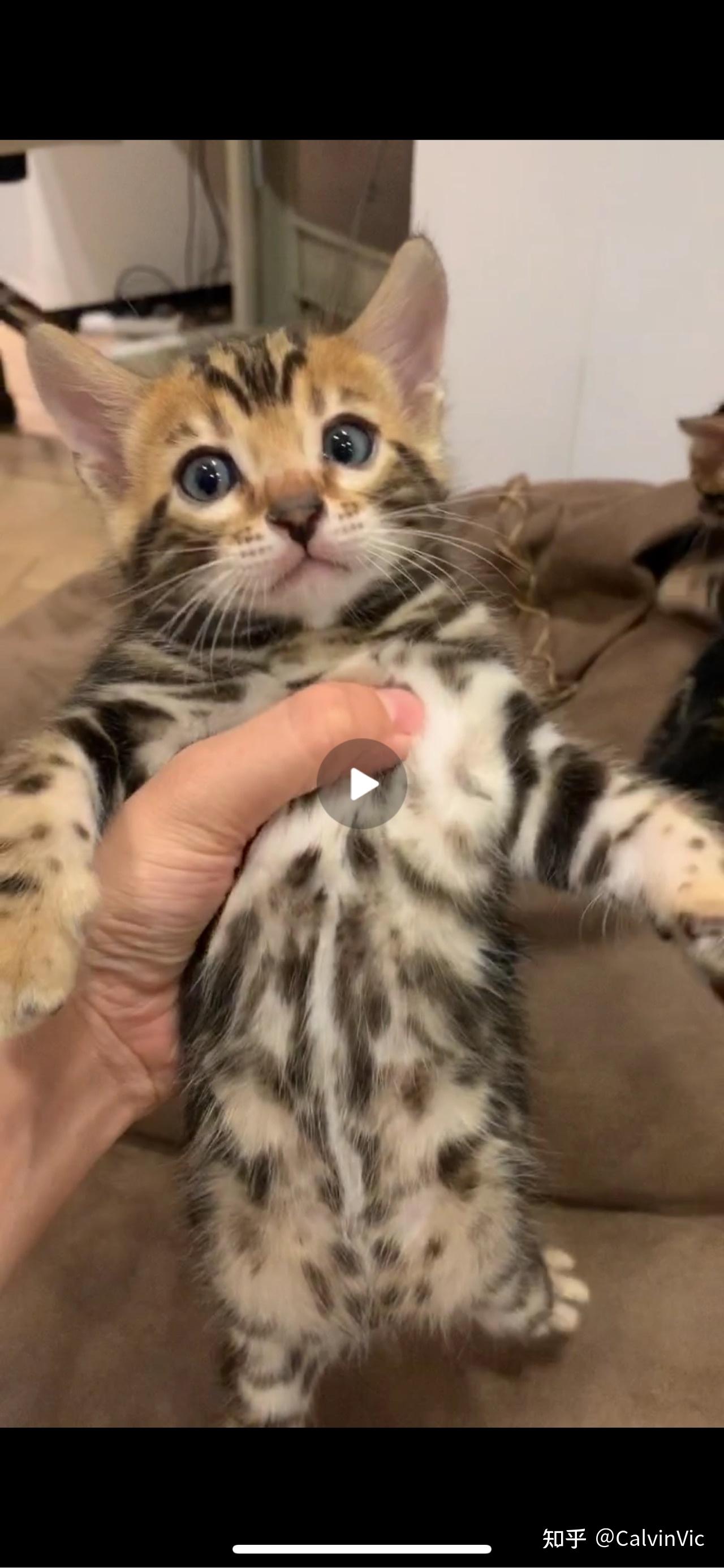 孟加拉豹猫大理石
