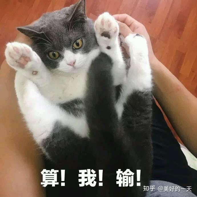 就算再愤怒,也不要“打猫”,过来人告诉你原因 - 知乎