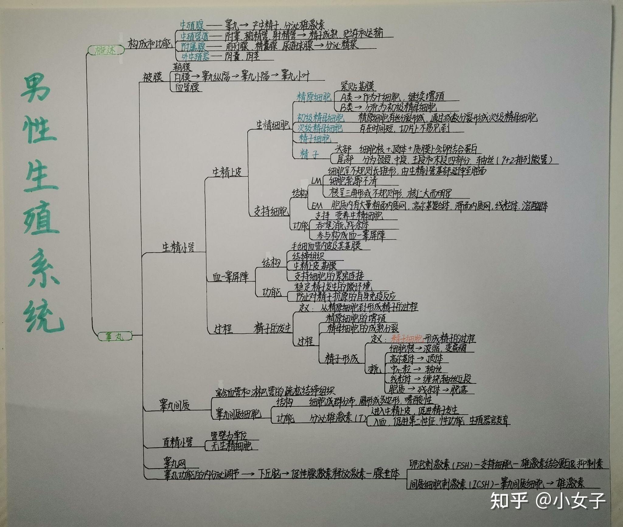 組胚思維導圖期末複習