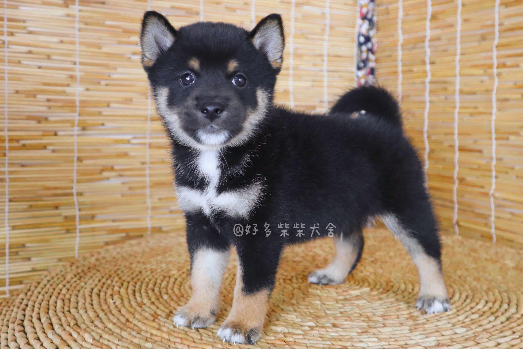 柴犬百科|黑柴该怎么挑选?黑柴价格是多少? - 知乎