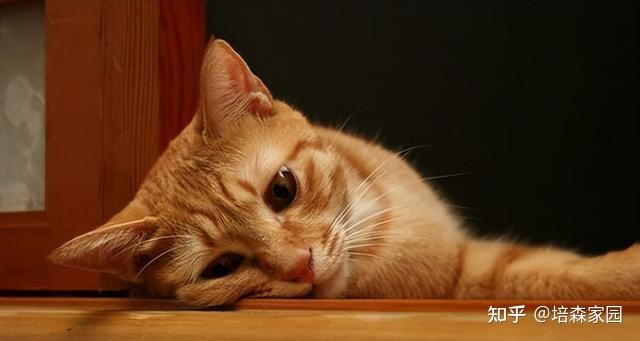 猫咪忍受疼痛的表现,你了解吗? - 知乎