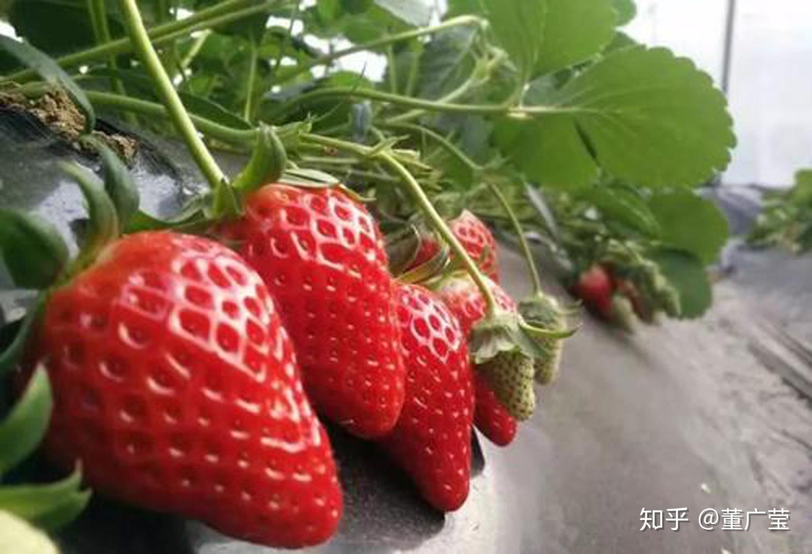 日本草莓品种图鉴！你吃过几种？ - 知乎
