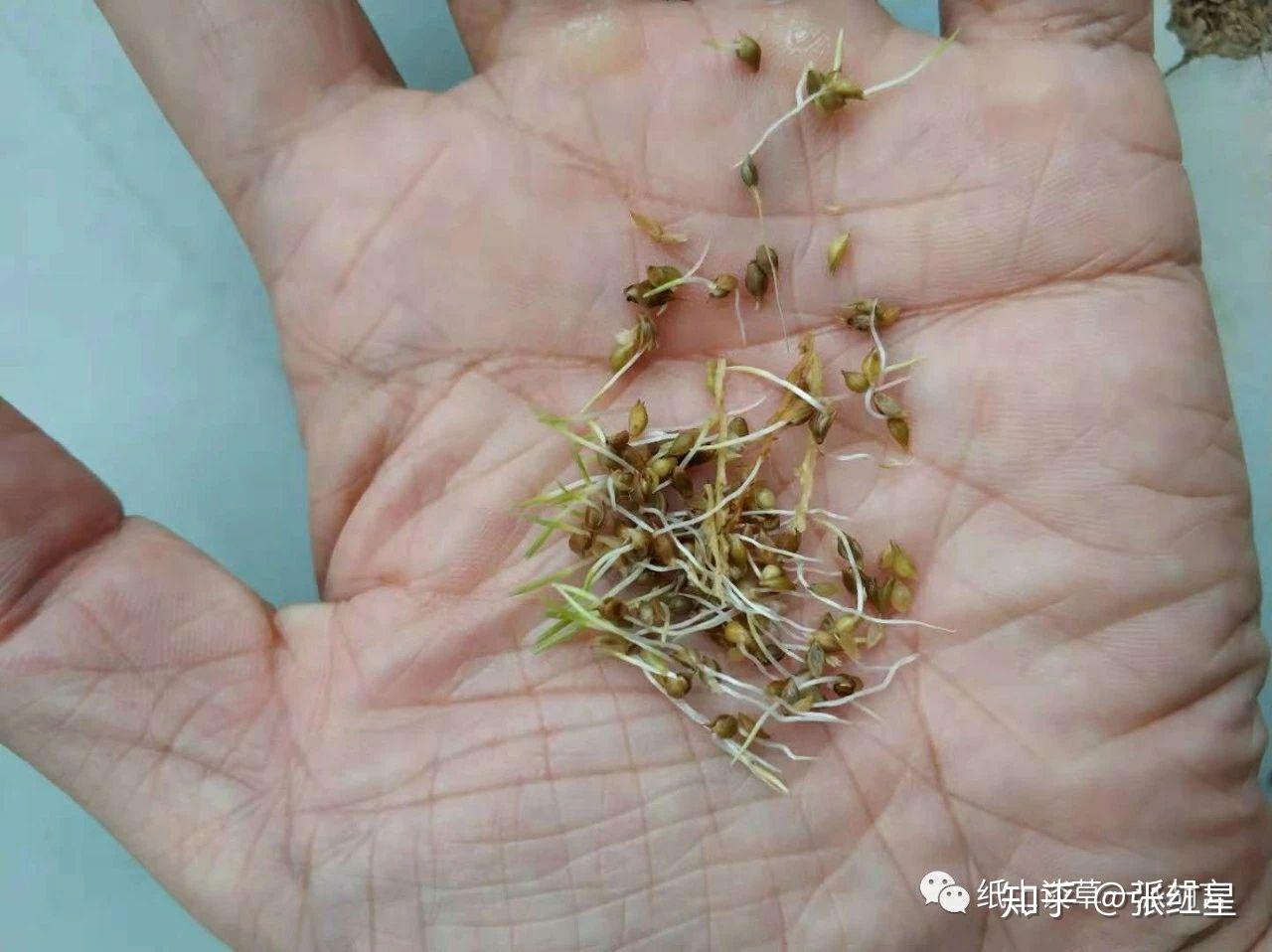 告别“打不死的稗草就是抗性稗草” —从形态上识别江西恒湖农场抗性稗草 - 知乎