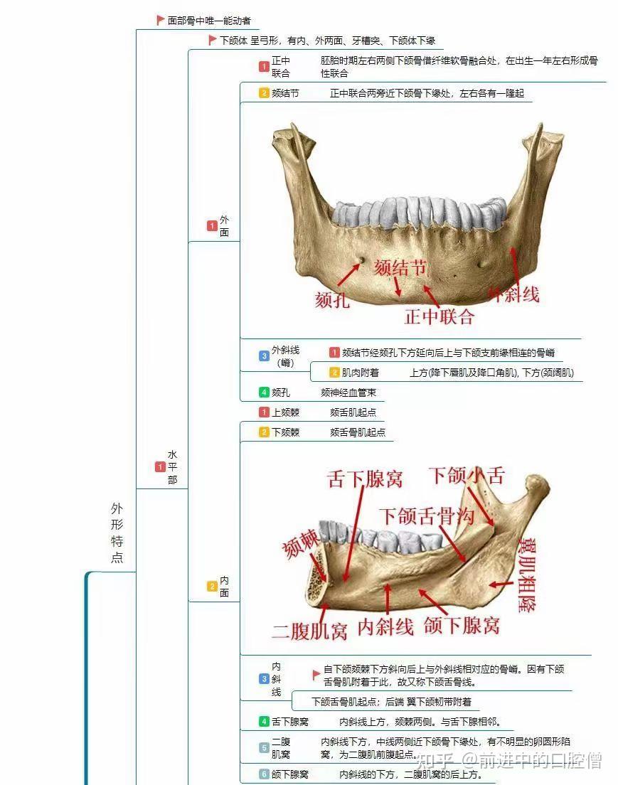 口腔解剖生理学图谱 - 知乎