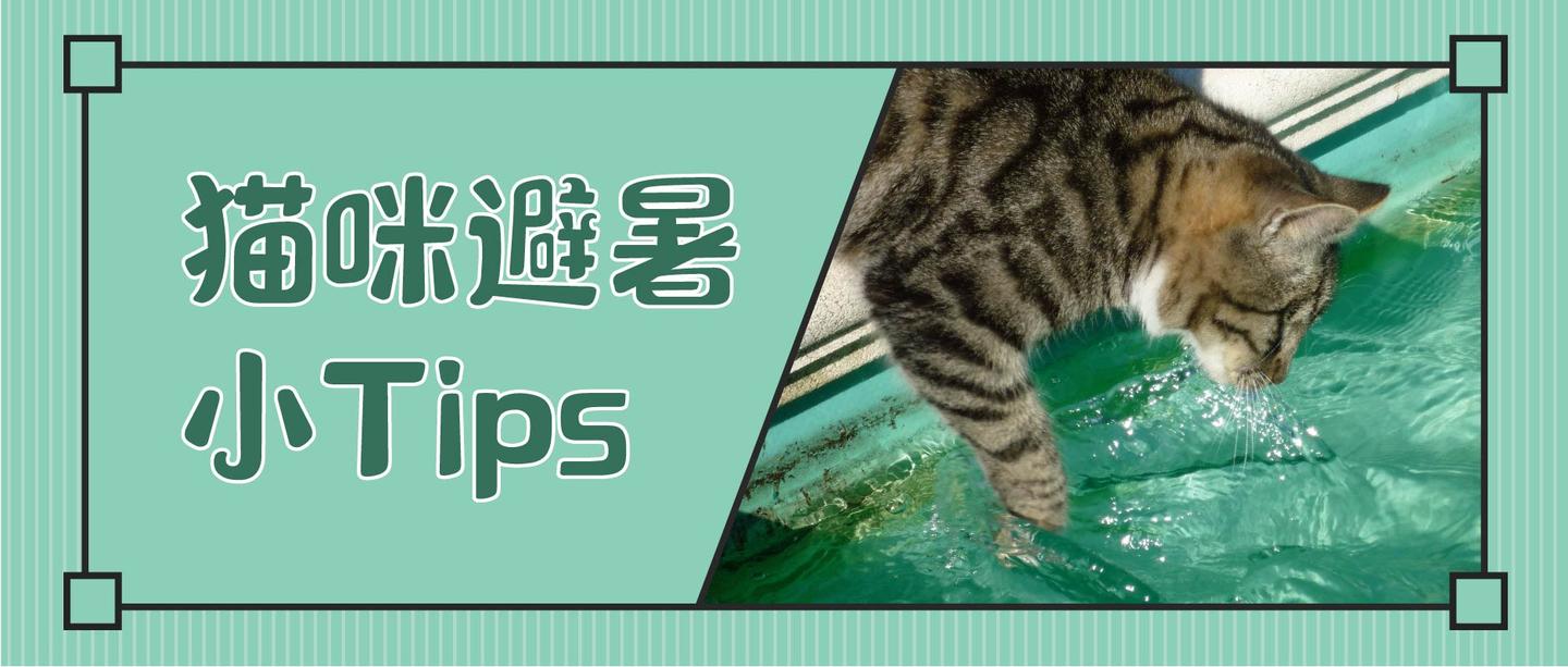 10个让猫咪凉爽度夏的小tips 一起清凉一夏吧 知乎