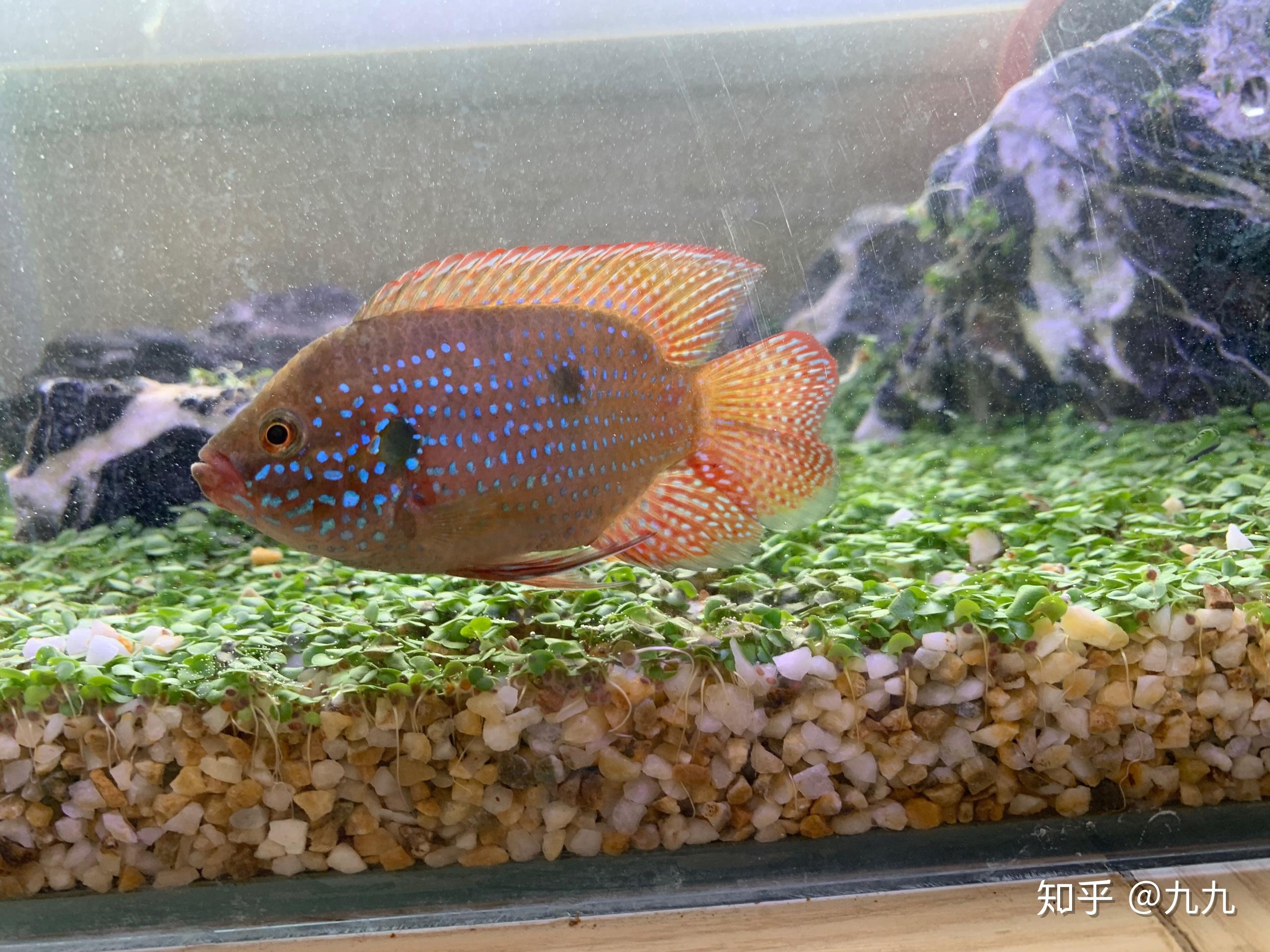 大神们帮我鉴定红宝石鱼公母