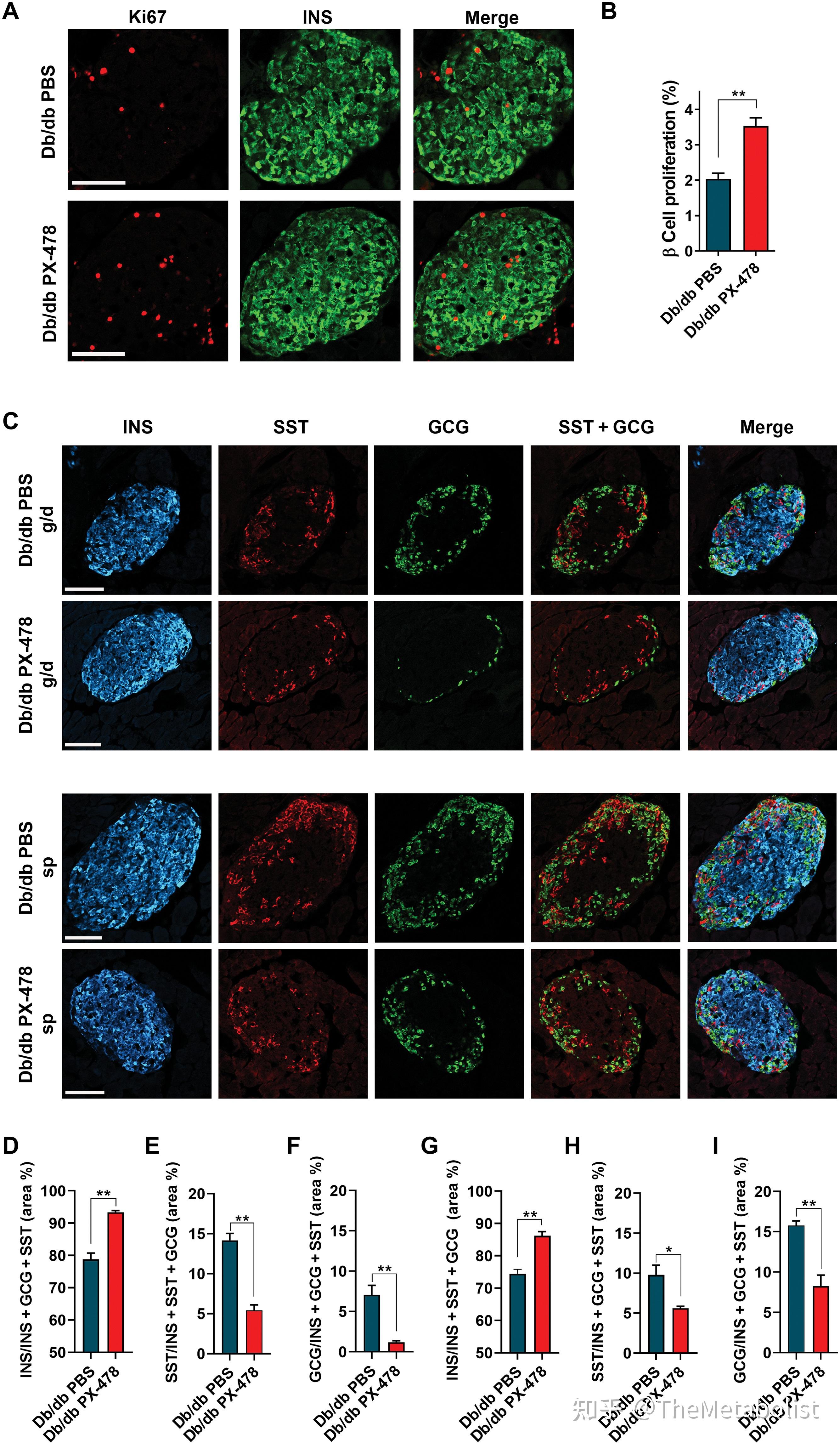 代谢学人--science translational medicine:hif-1α抑制剂px-478保护