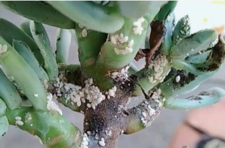 养花的4种虫害(养花的4种虫害图片)怎样保证养花