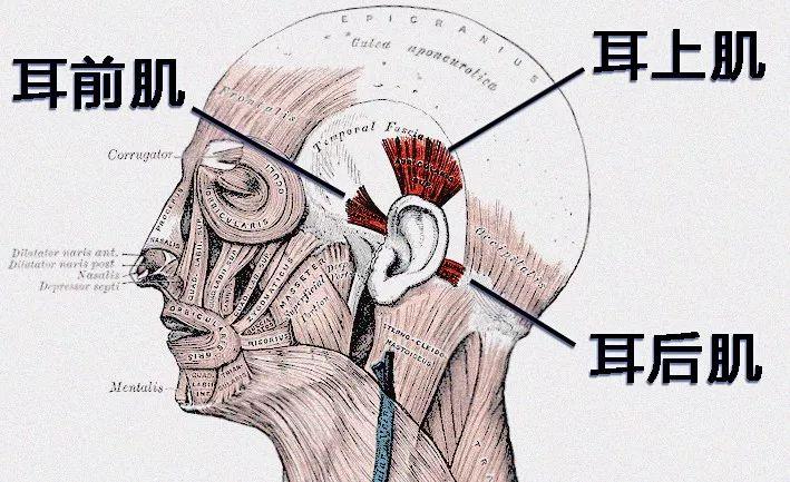 耳朵下面的肌肉图片