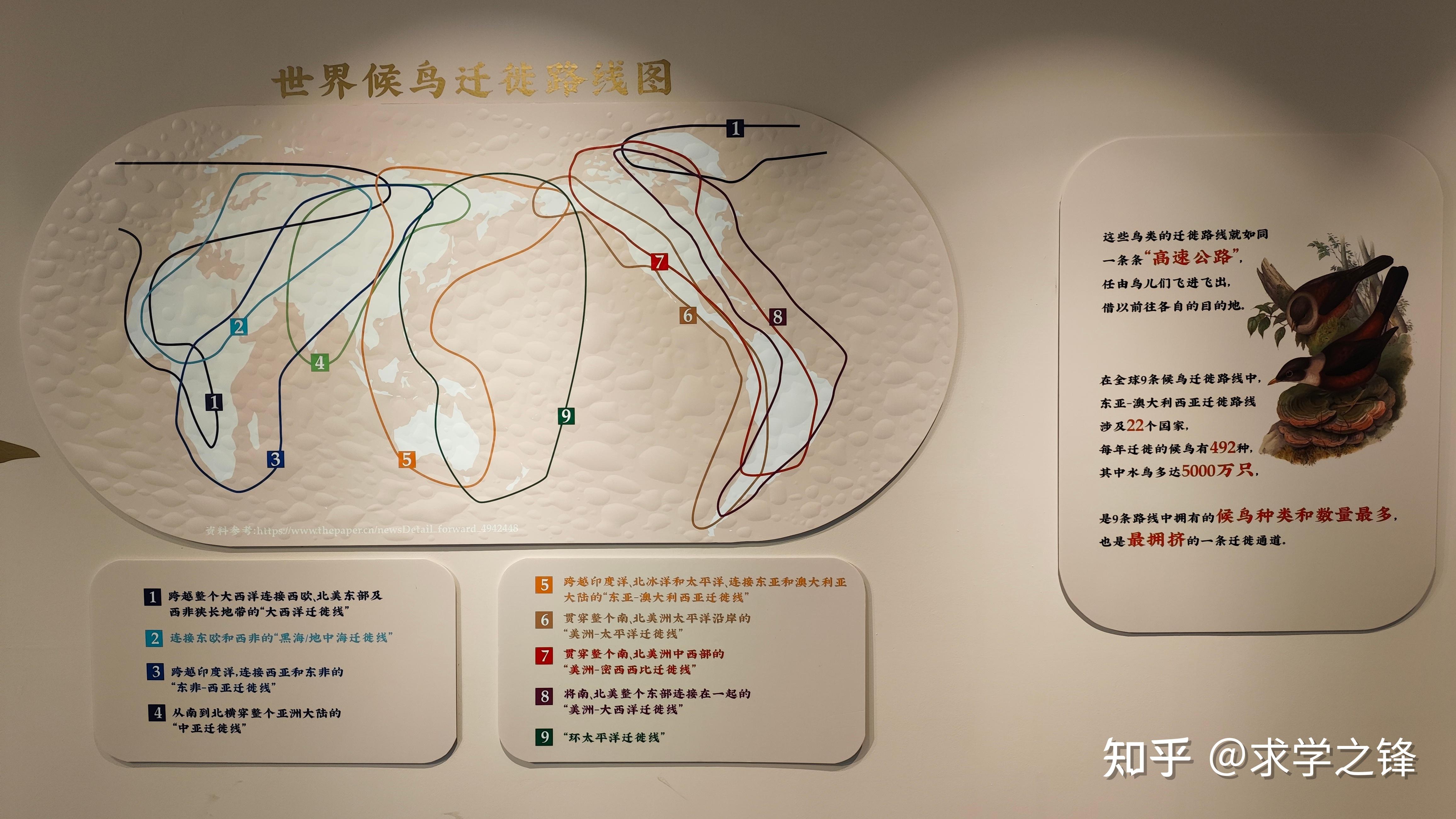 飞羽世界——鸟类科普文化展 掠影 - 知乎