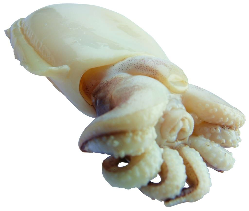 Pictures: Vampire Squid's Surprising Diet Revealed