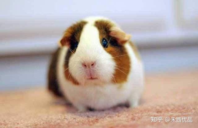 豚鼠荷兰猪好养吗