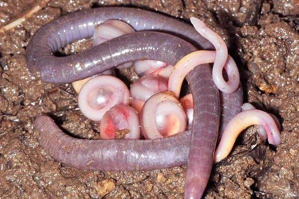 在雌性体内发育的小蚓螈,会刮食母亲输卵管的内壁.