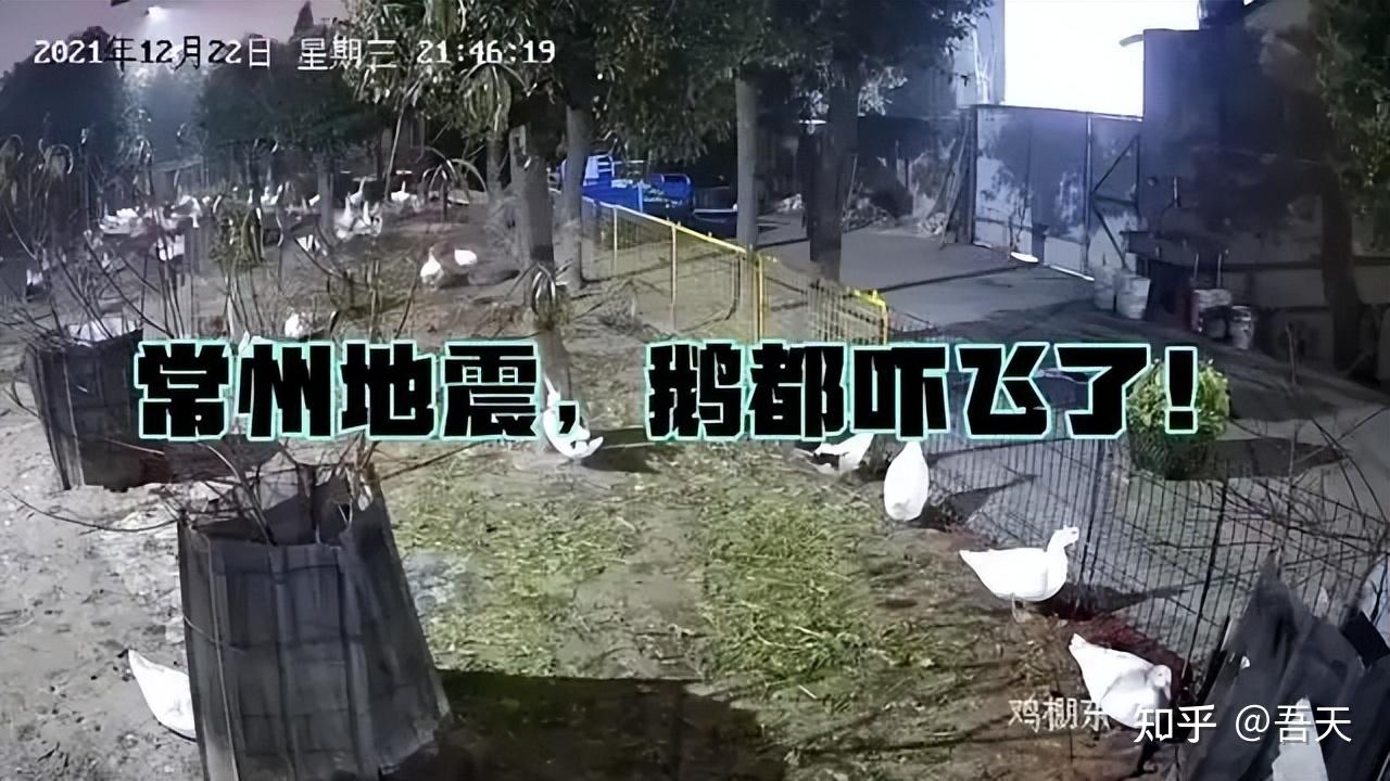 四川乐山燕子持续4天乱飞网友怀疑地震前兆有没有科学依据