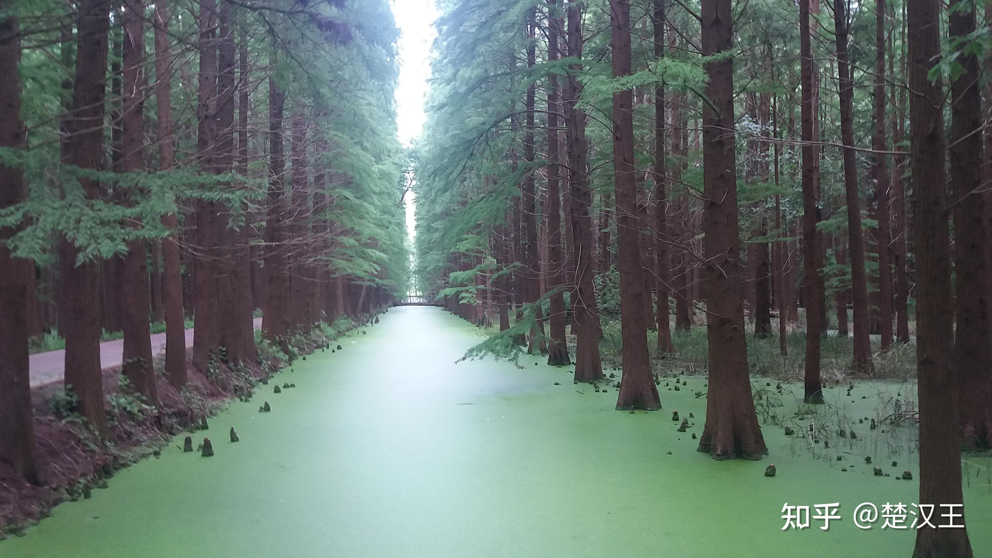 闲游金湖水上森林公园