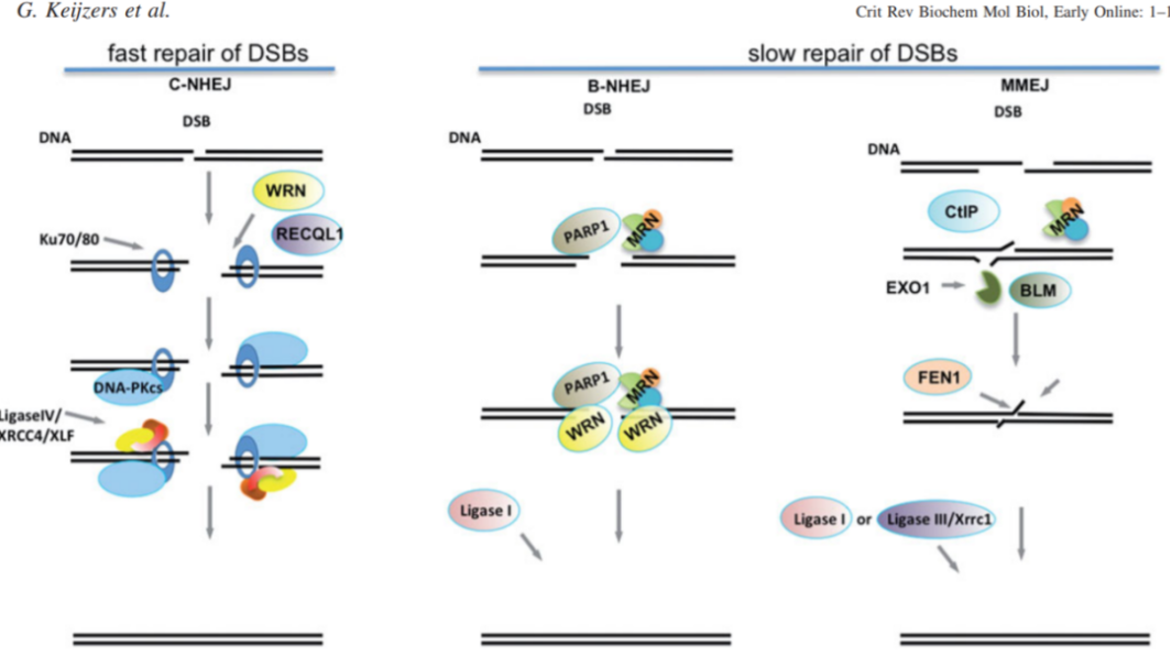 crisprcas问题集crisprcas9实验中常见问题及解决方案