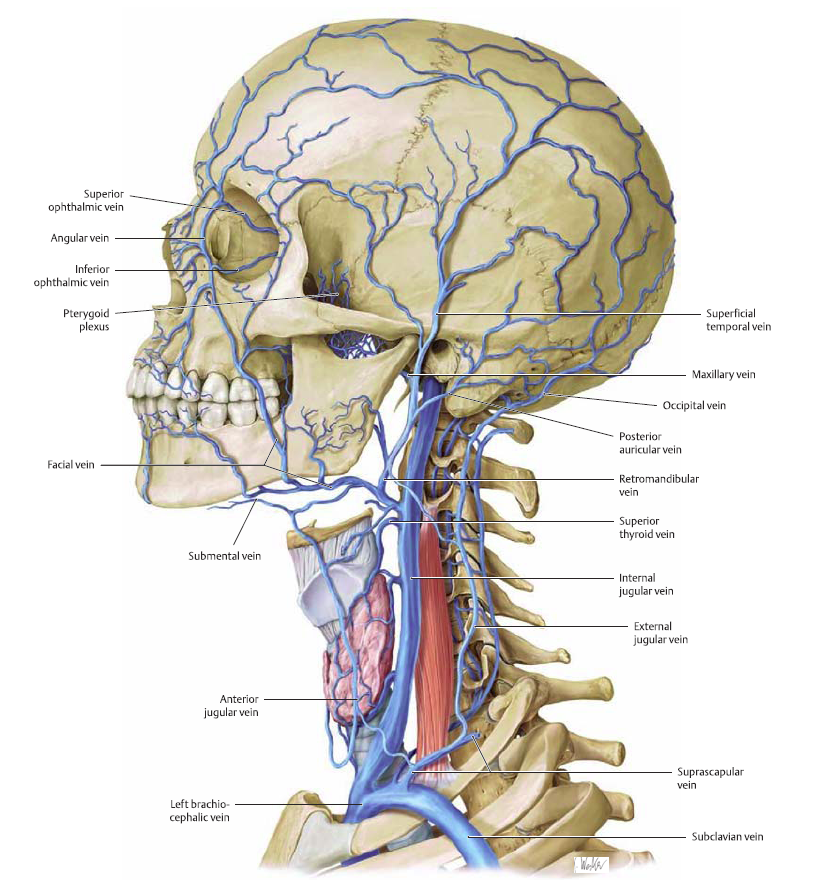 剧集doctors里的神经外科知识五脑血管畸形cerebralarteriovenous