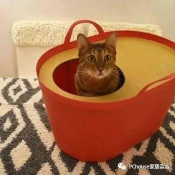 如何在家中 隐藏 猫主子的厕所 铲屎官们快快学起来 知乎