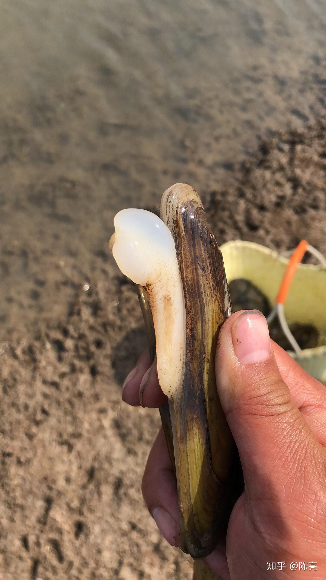 濒危的橄榄蛏蚌我们应该如何保护