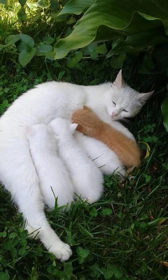 两只白猫怎么就生出了小花猫 莫非 知乎