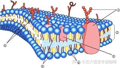 细胞生物学思维导图-细胞质膜 - 知乎