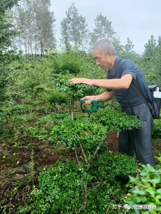 天艺苗圃基地小叶女贞云片修剪完成,面向全国市场发布销售