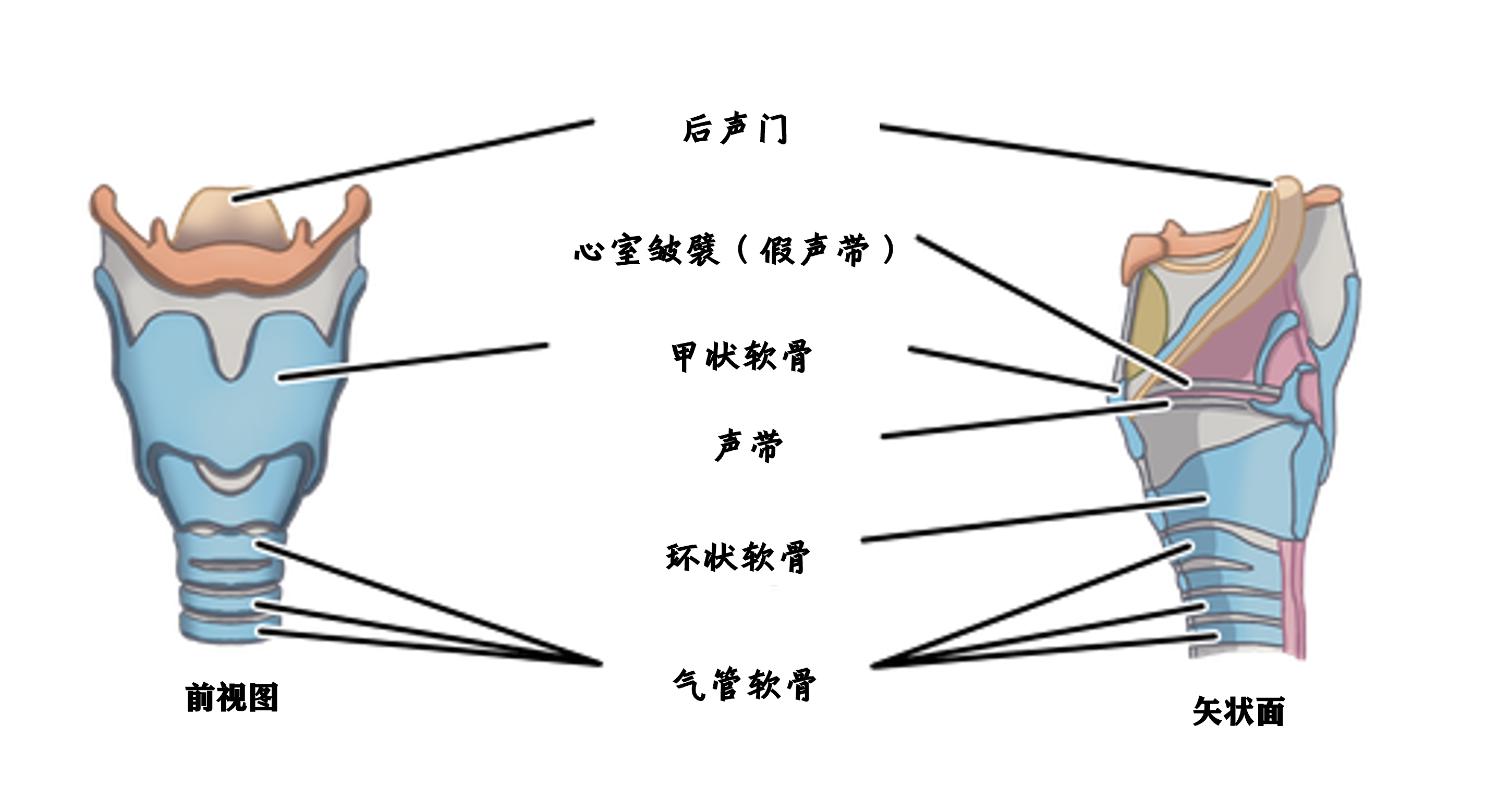 科学家们揭开了蝙蝠低沉咆哮的秘密 - 知乎