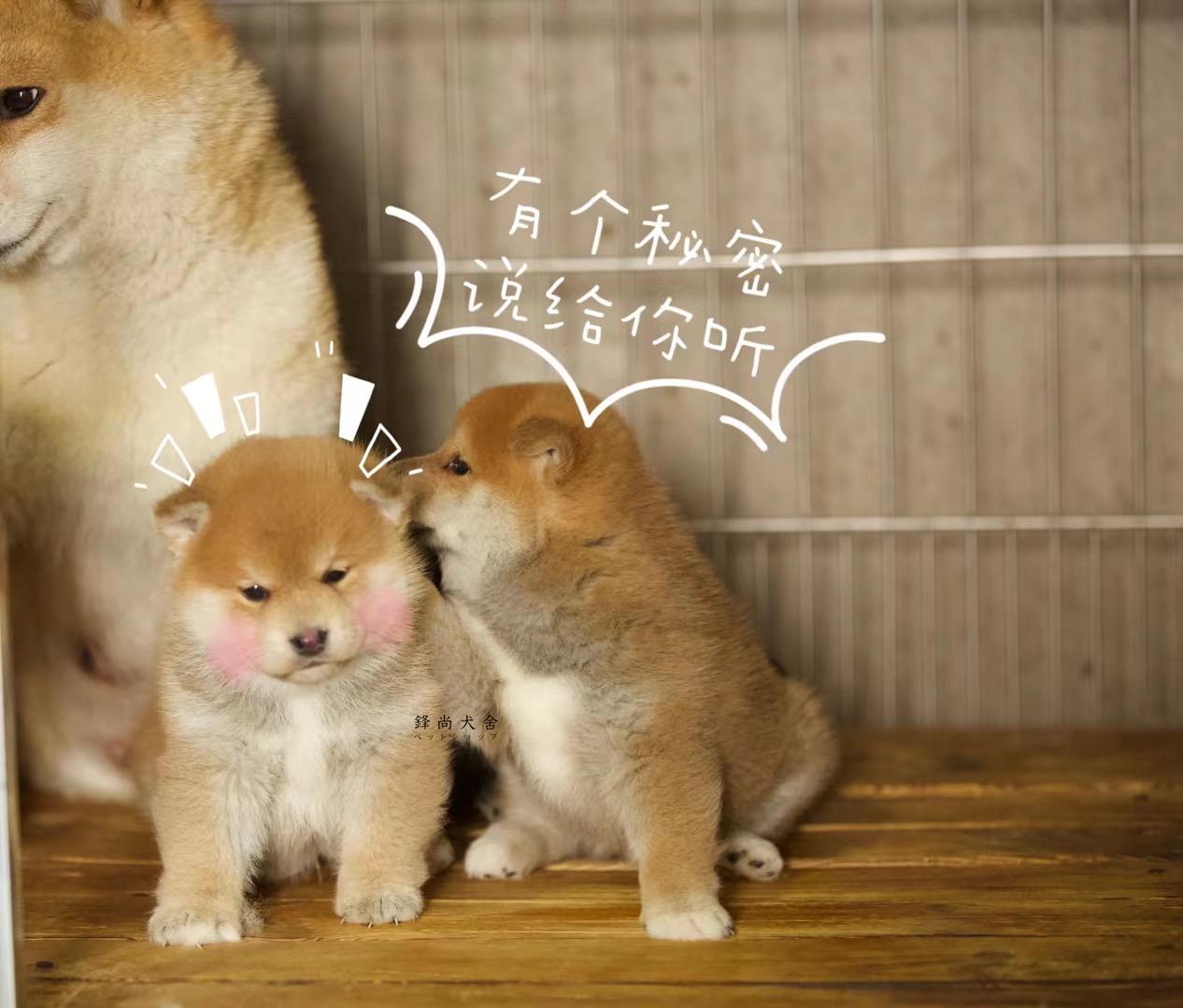 你家柴犬拆家吗?别怪狗子,可能主人没教好! - 知乎