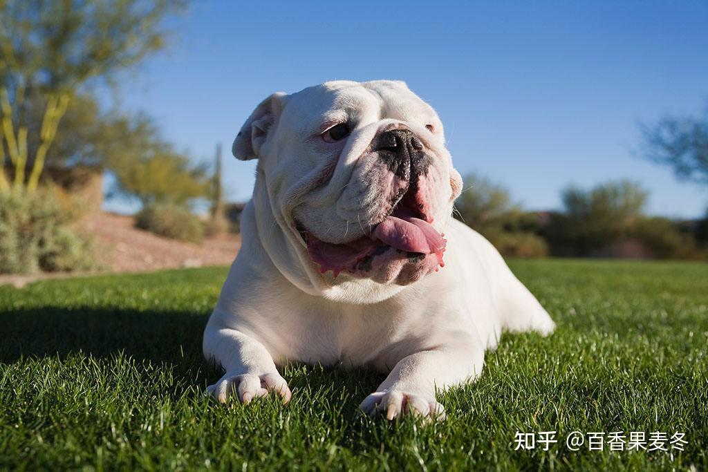 其性格逐漸變得文雅,沒有任何一種犬像鬥牛犬這樣在形體, 用途和性格