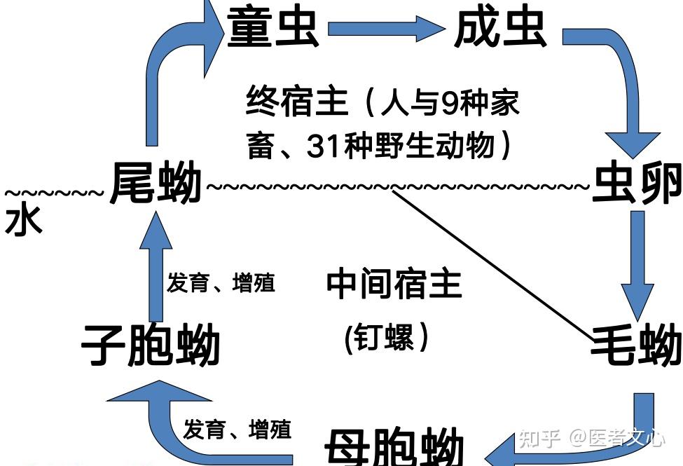 绕虫生活史图片