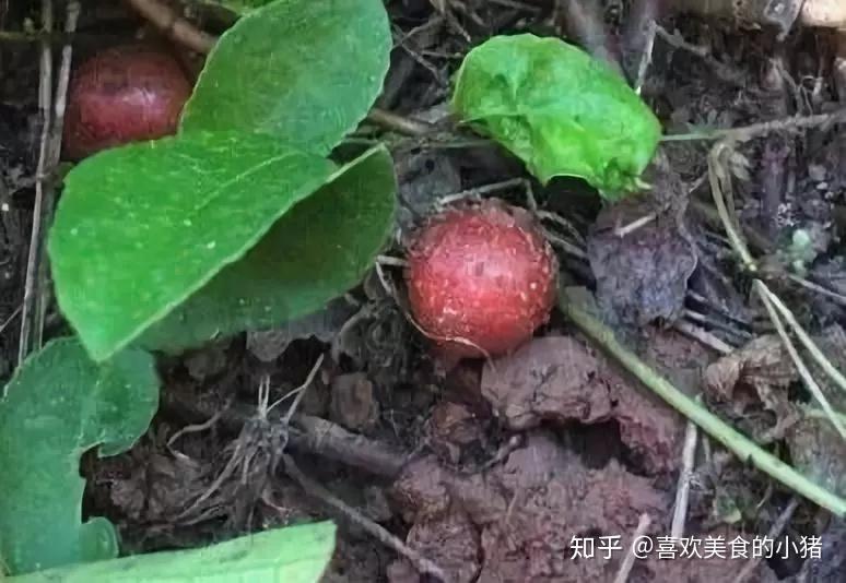 羊奶奶(念一声):又名称胡颓子,果树有刺,果实成熟时呈红色,有些是黄色