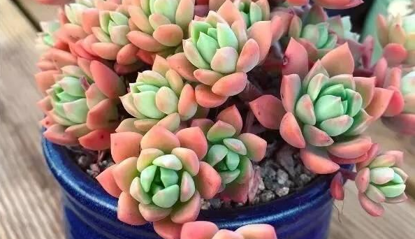无孔花盆养多肉植物如何浇水 知乎 无孔花盆养多肉植物如何浇水 知乎