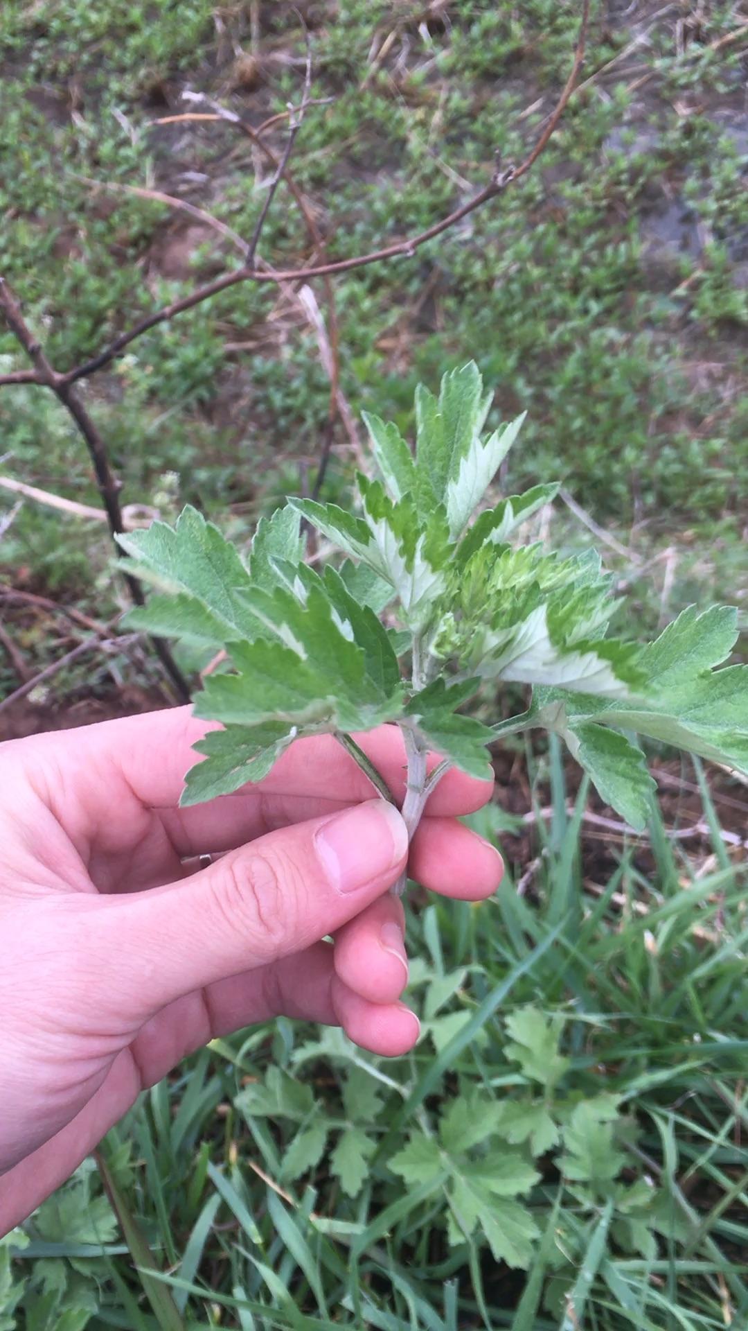 蒿枝烟杆图片