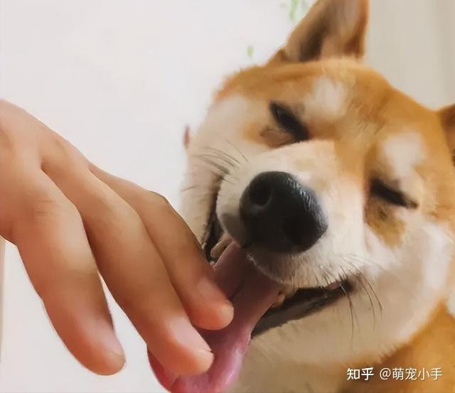狗狗舔你想表达的东西看完你还想推开它吗