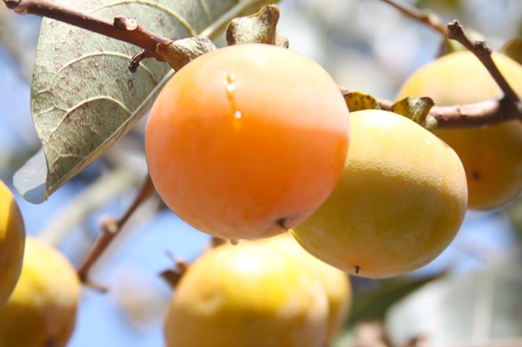 罗田特产罗田甜柿