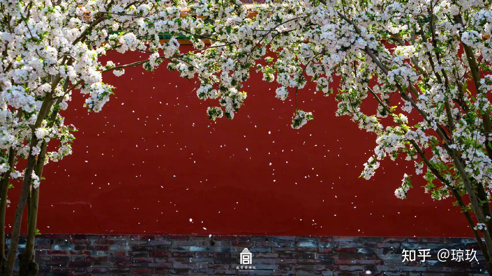 故宫的绝美春日壁纸——人民日报 - 知乎