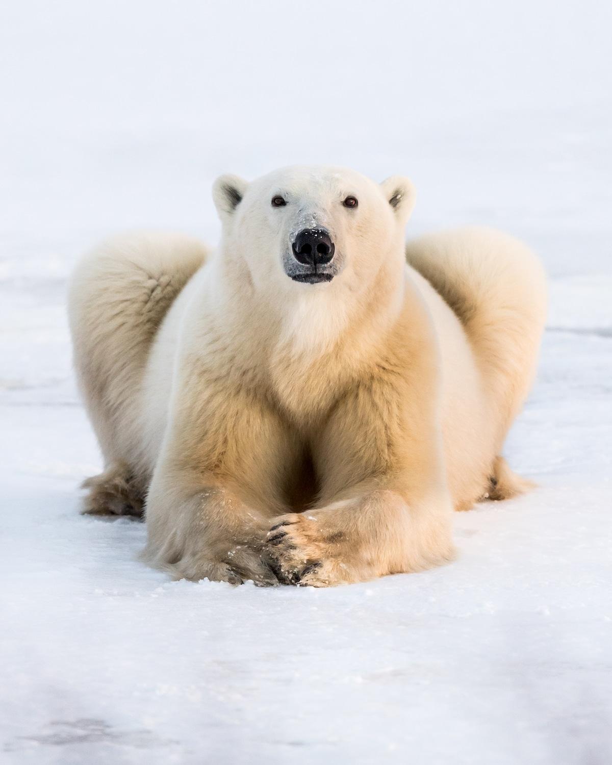 天冷了~好想要一个软萌萌暖呼呼的「北极熊抱」呀! 