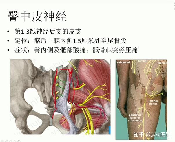 臀上皮神经图片