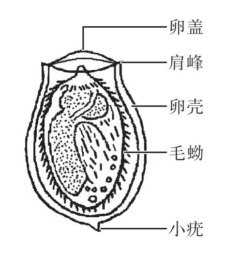 肝吸虫手绘图图片