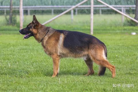 5种不同类型的德国牧羊犬