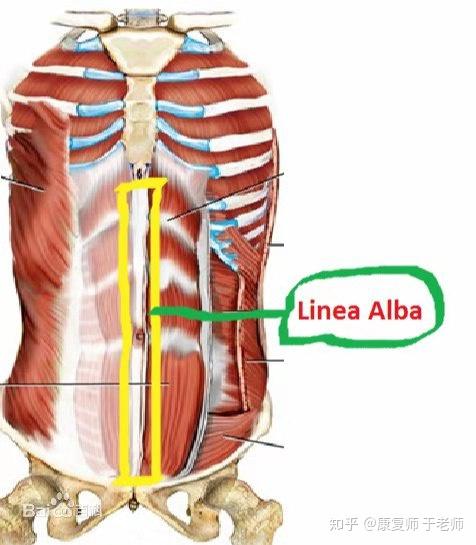 你的腹白线/妊娠线是歪向一边的吗? - 知乎