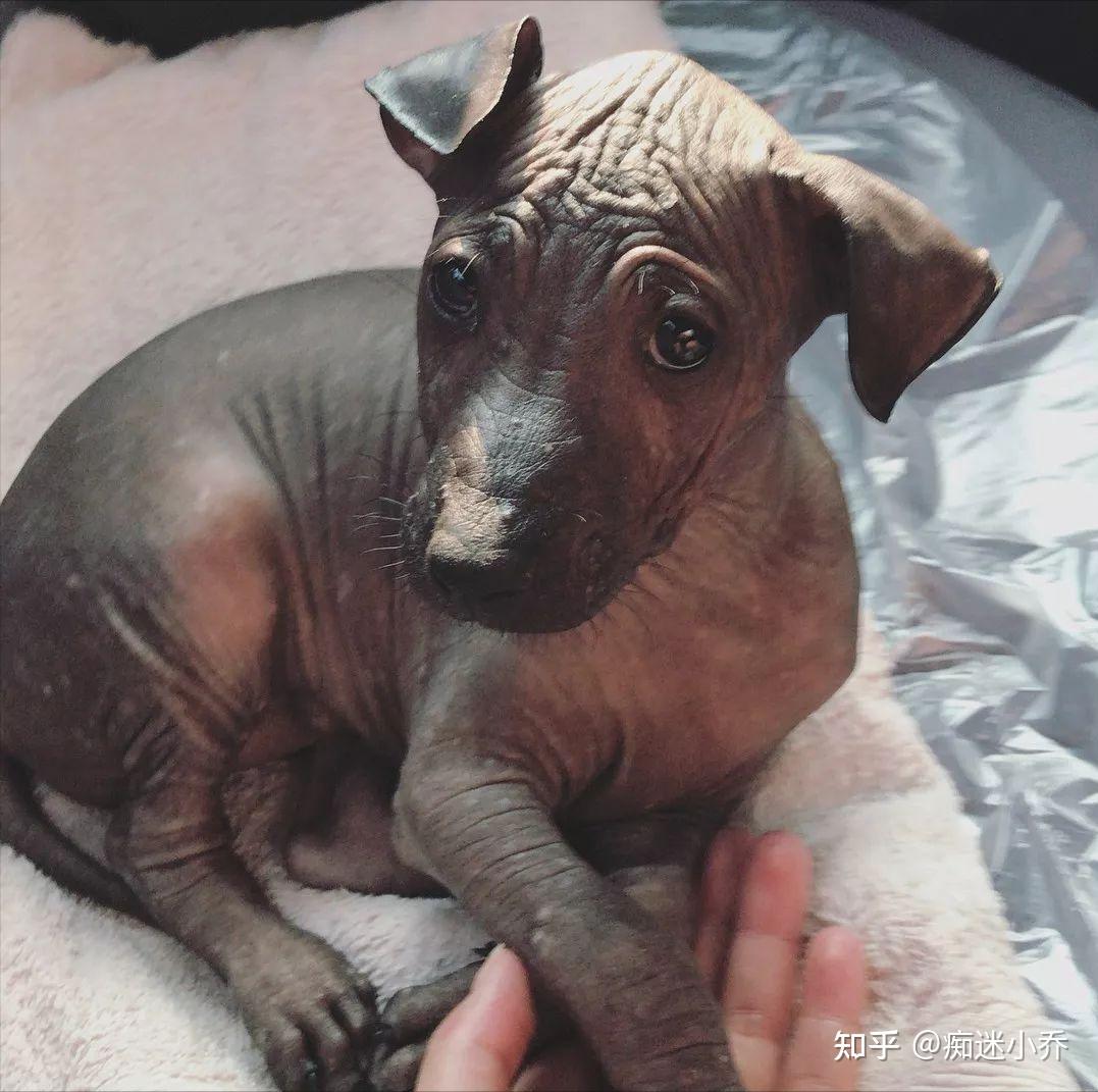 神的使者墨西哥无毛犬十分稀有你说没见过也不怪你