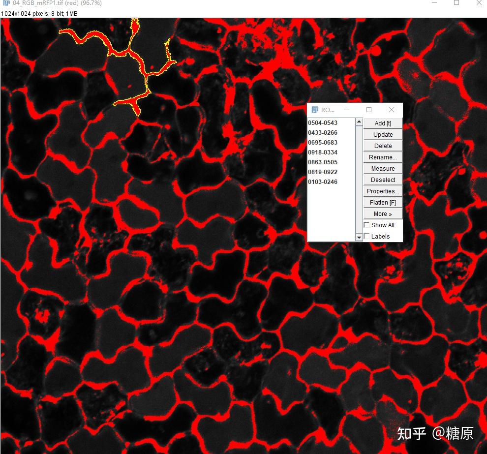 imagej-荧光比率对比图绘制 - 知乎