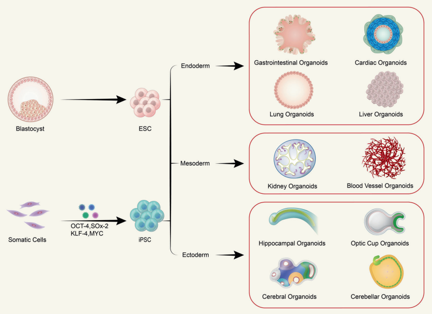 类器官(organoids)作为干细胞研究领域最重要的成果之一,在基础医学