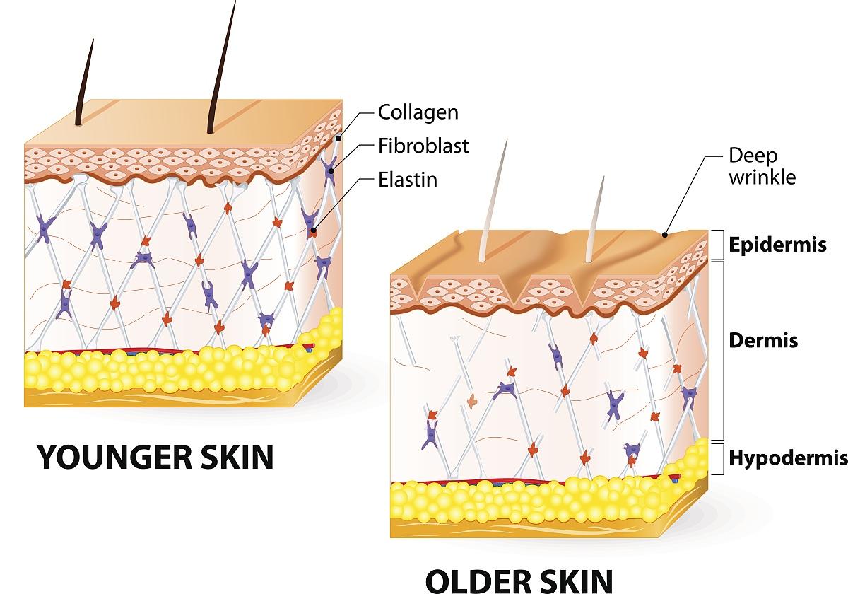 十肽-4可以穿透真皮增加胶原蛋白,通过从内至外的重建来逆转皮肤老化