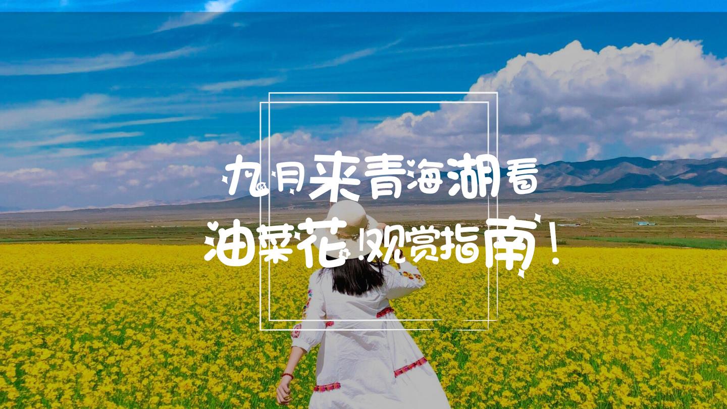 9月来青海湖还可以看到油菜花吗 超全青海湖旅游攻略 知乎 9月来青海湖还可以看到油菜花吗 超全青海湖旅游攻略 知乎
