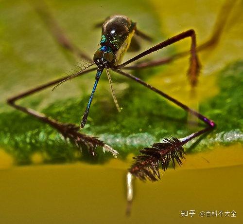 动物篇(24)·节肢动物门·双翅目（下） - 知乎